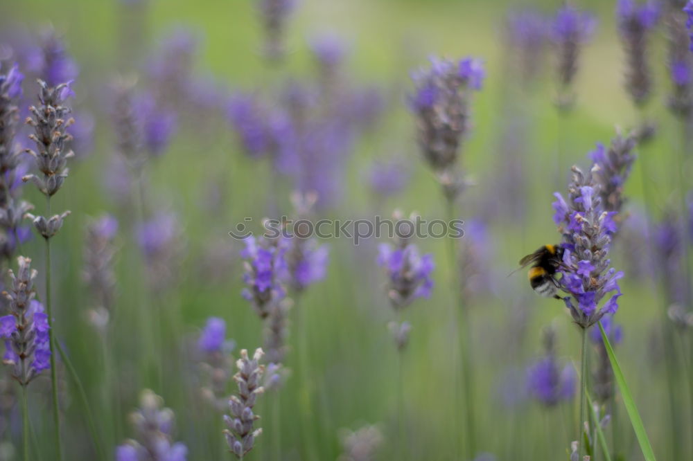 Similar – Image, Stock Photo At work Environment Nature