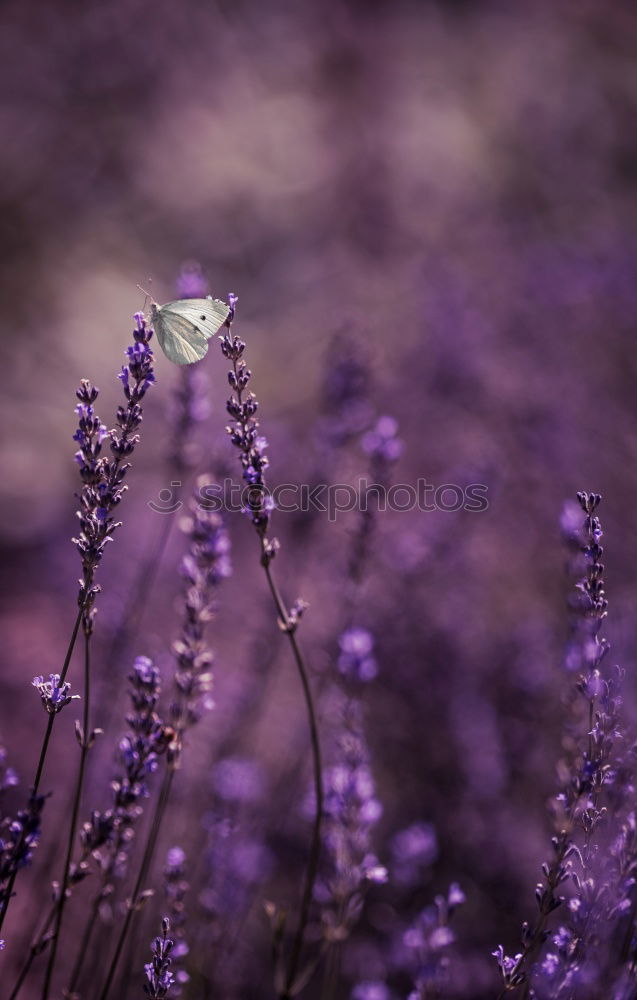 Similar – The scent of lavender