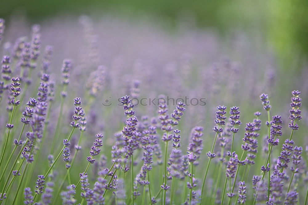 Similar – lavender field Summer