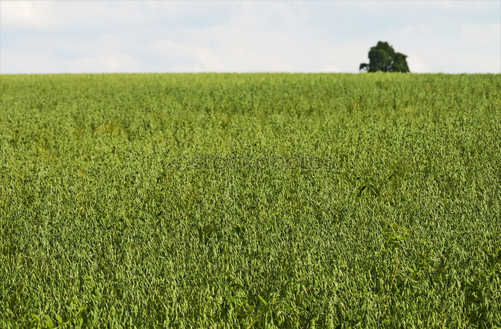 Similar – grün Degersen Getreide