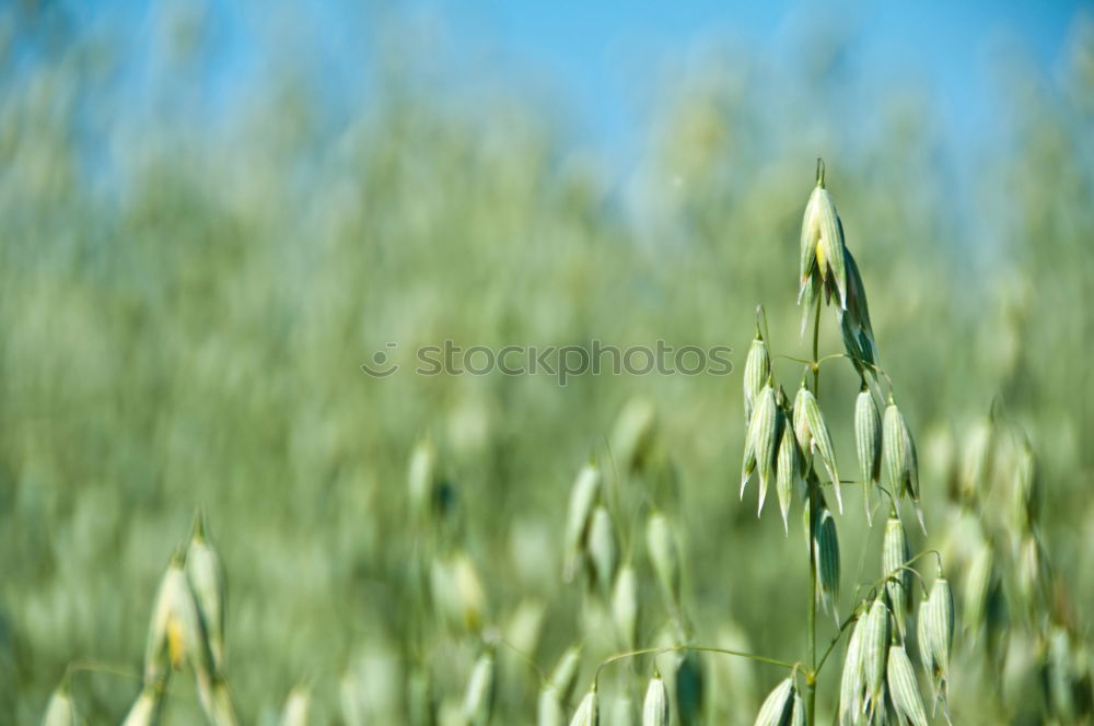 Similar – Image, Stock Photo rye catchers Wheat Rye