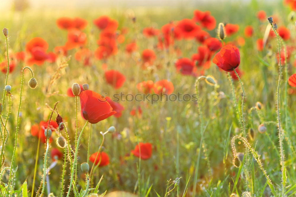 Similar – Poppy seed in cornfield