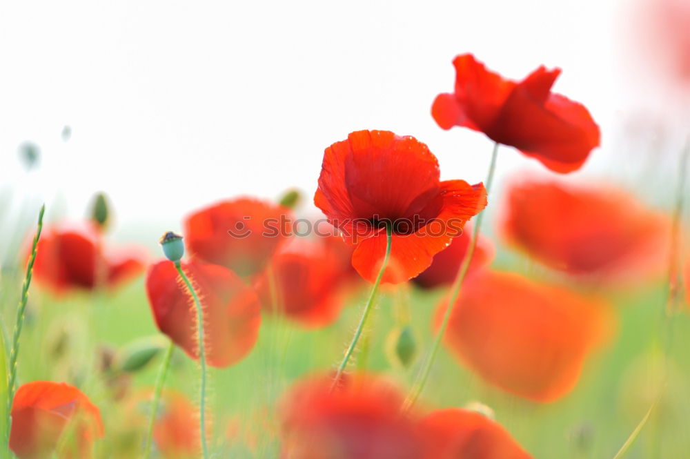 Similar – pleated blind Poppy Red