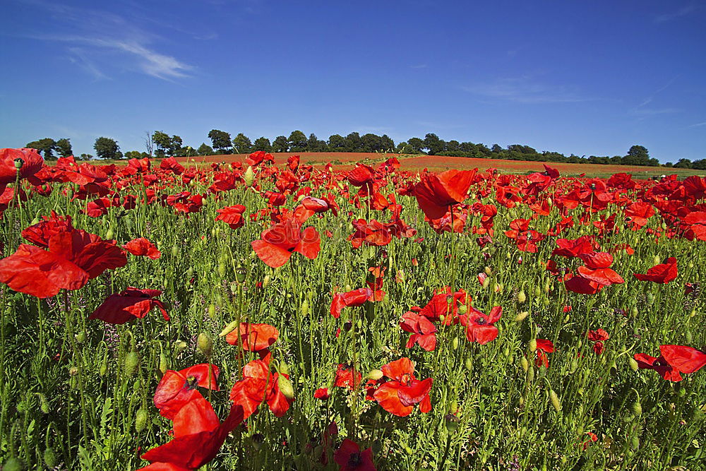 Similar – red spots in the landscape