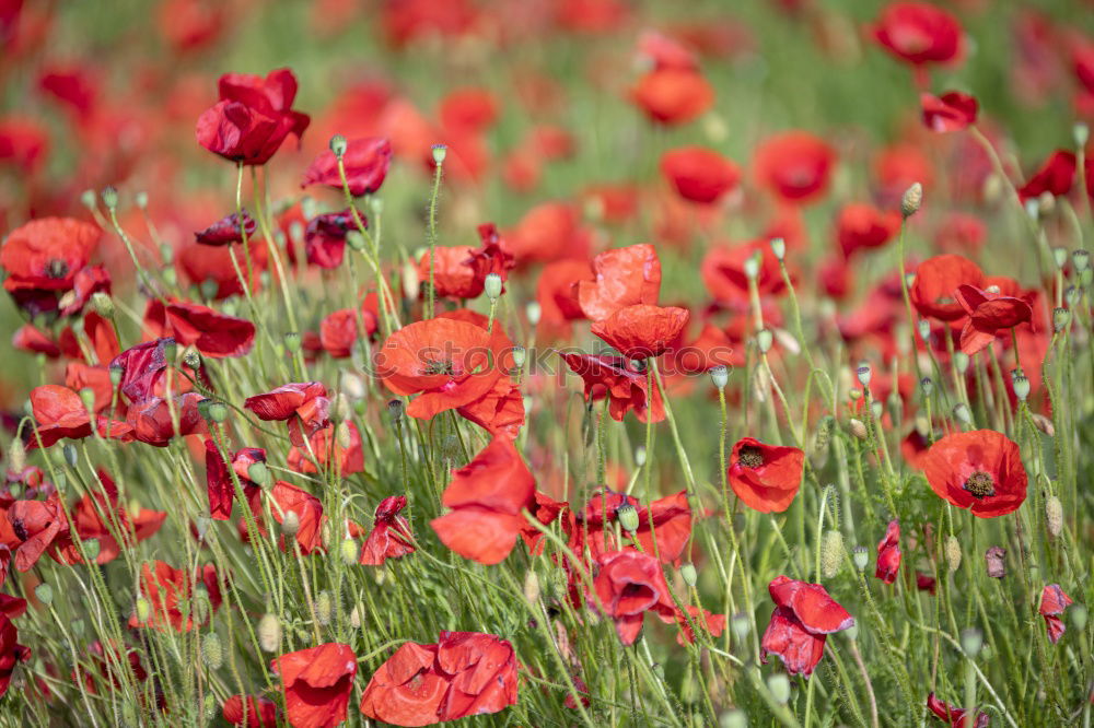 Similar – poppy field Summer