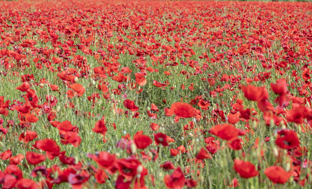 Similar – Image, Stock Photo corn poppy Poppy Flower