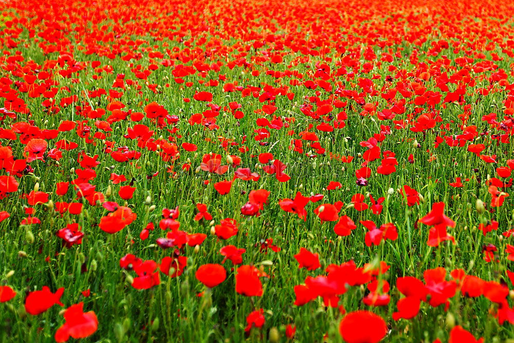 Similar – Image, Stock Photo corn poppy Poppy Flower