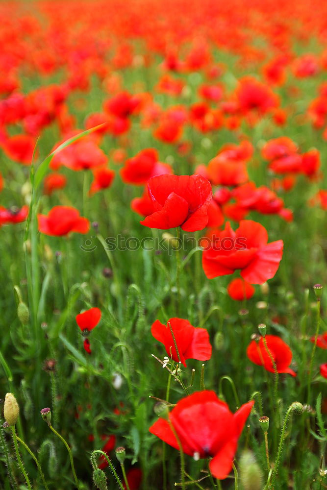 Similar – Poppy! Environment Nature