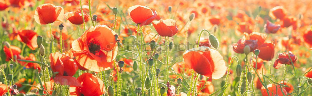 Similar – Image, Stock Photo poppy seed, poppy seed, poppy seed…