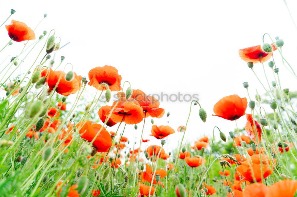 Similar – Image, Stock Photo poppy Grain Summer Sun