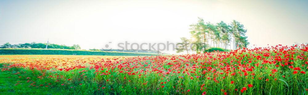 Similar – Image, Stock Photo yellow addiction Canola