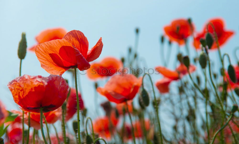 Similar – Poppy seed with ant Nature