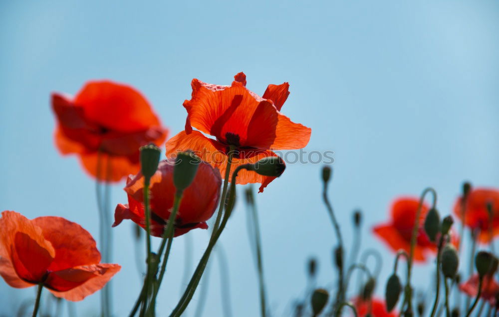 Similar – Poppy seed with ant Nature