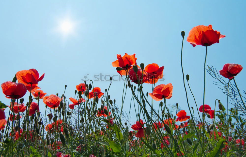 Similar – Image, Stock Photo pipat Meadow Poppy Grass