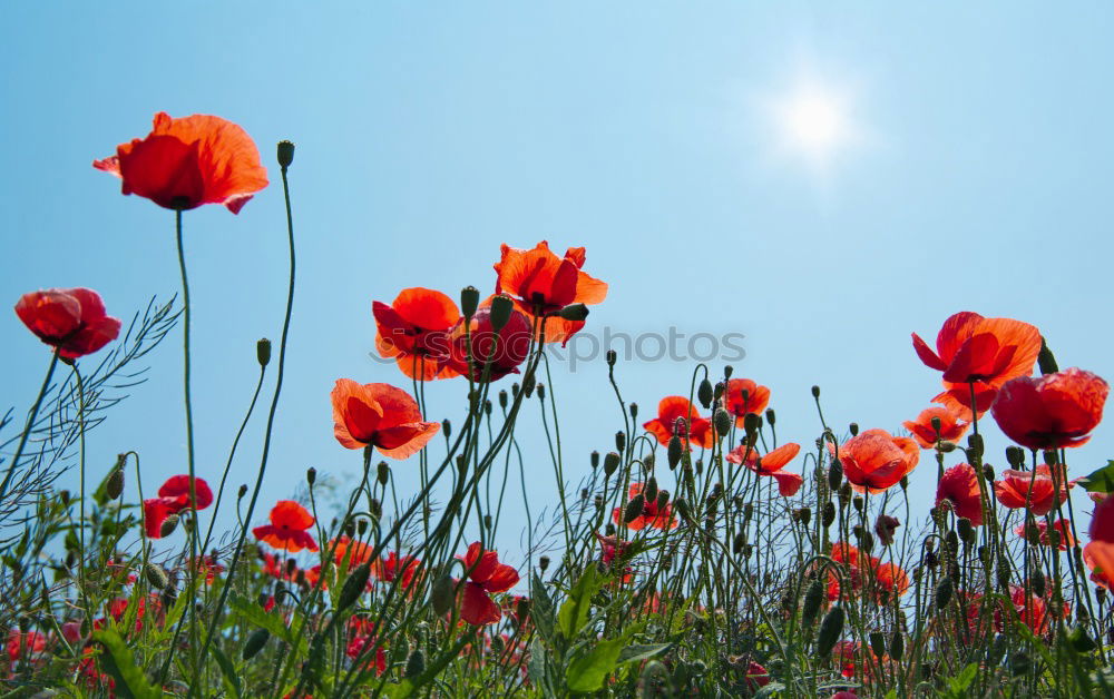 Image, Stock Photo pipat Meadow Poppy Grass