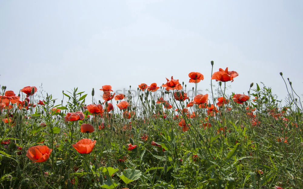 Similar – Image, Stock Photo Poppies and more Poppy