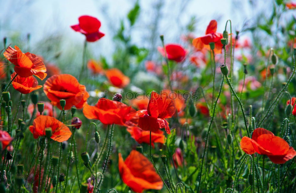 Similar – Mohnblüten und Margariten auf einer Wiese