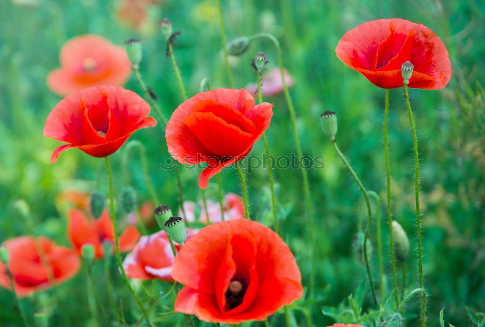 Similar – Mohnblüten und Margariten auf einer Wiese