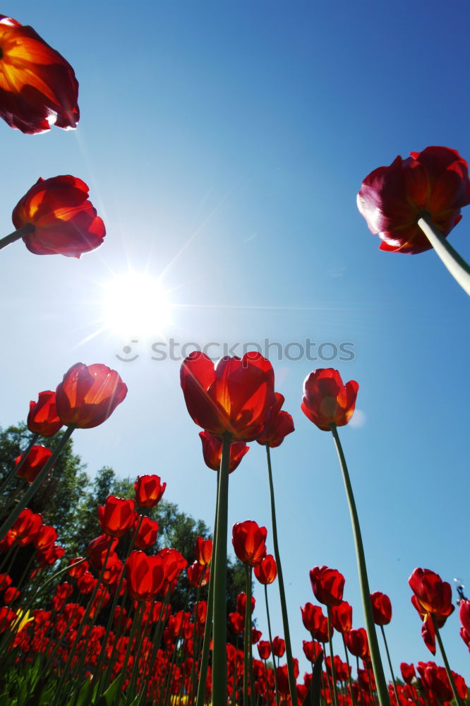 Foto Bild wo sich herbst und frühling treffen