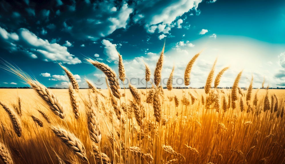 Similar – Special light above a grain field, ears of corn in the last light