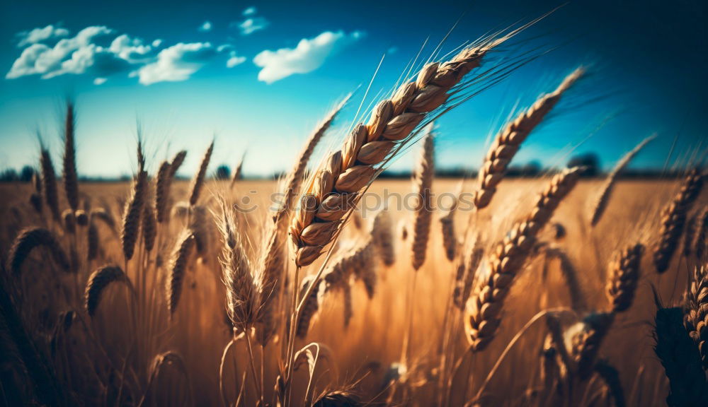 Similar – Special light above a grain field, ears of corn in the last light