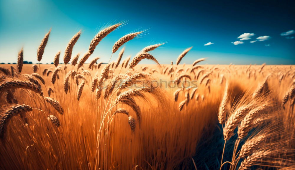 Similar – Special light above a grain field, ears of corn in the last light