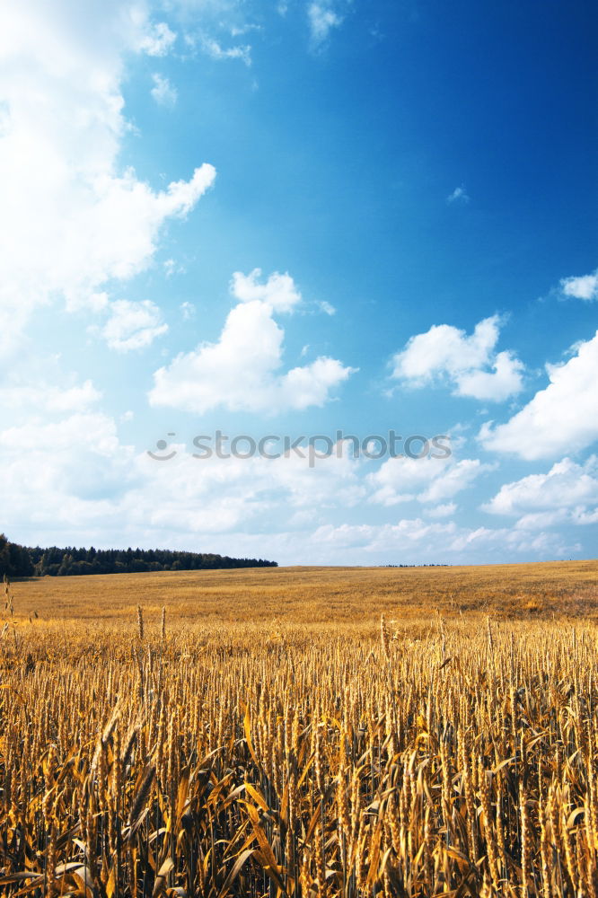 Similar – Image, Stock Photo After the harvest Deep