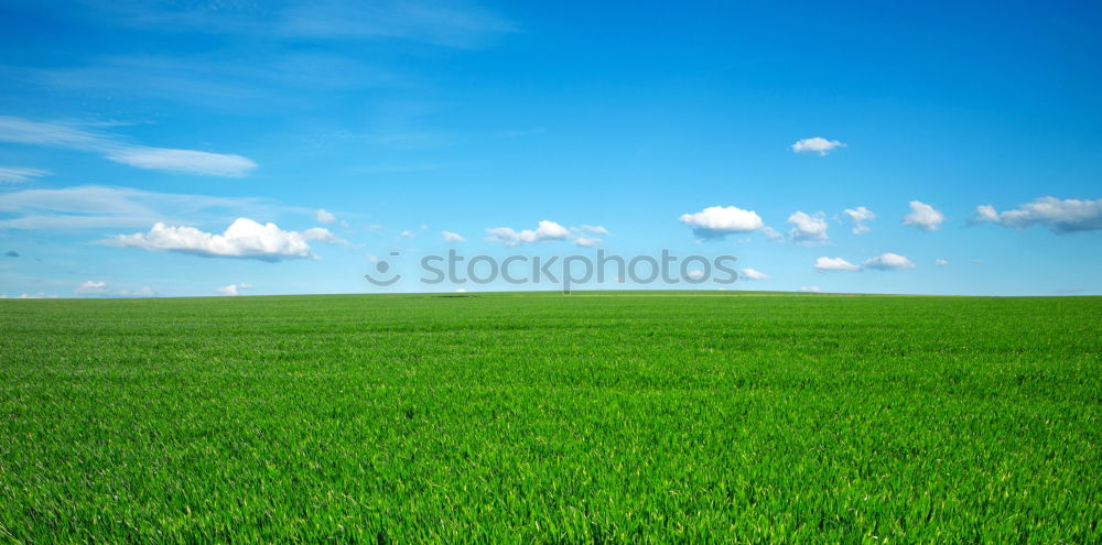 Similar – Foto Bild Feld Sommer Gras Himmel