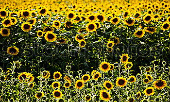 Similar – Foto Bild Hello Sunshine Sonnenblume