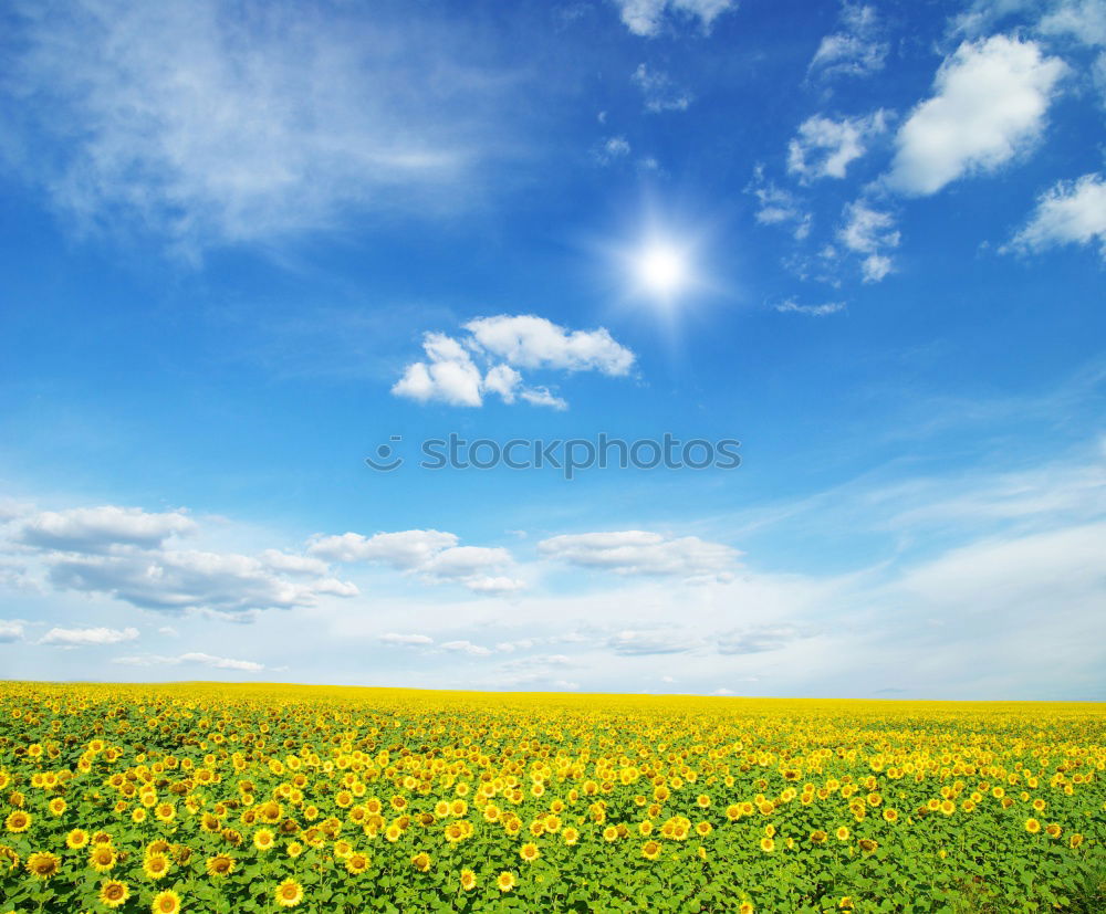 Similar – Image, Stock Photo summer day Blossom Canola