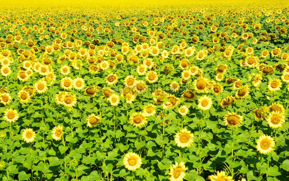 Foto Bild …alles hat seine zeit