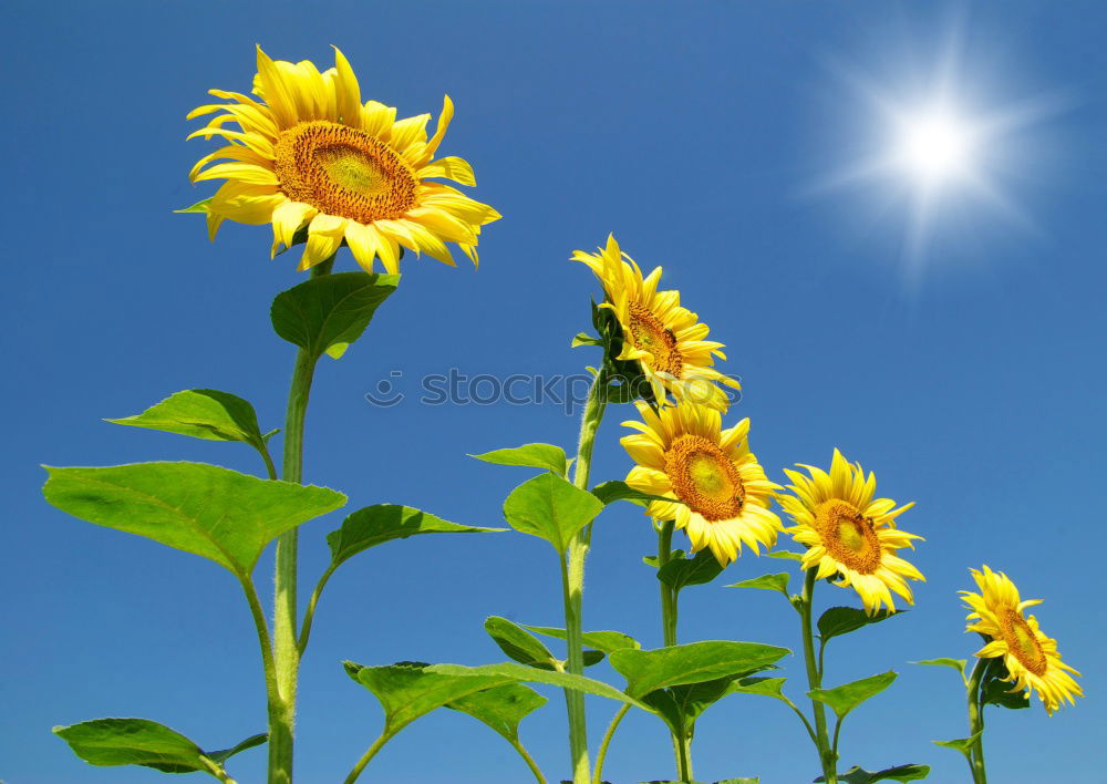 Similar – Image, Stock Photo bask in the sun…