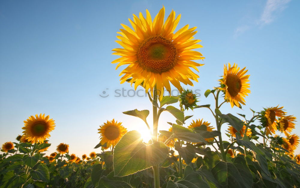 Similar – Image, Stock Photo gossiping sunflowers against the light