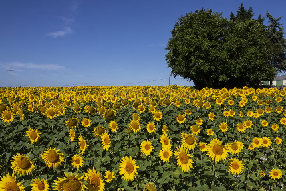 Similar – Foto Bild gelbe Blumen mit hellem Getreidefeld und blauem Himmel im Hintergrund