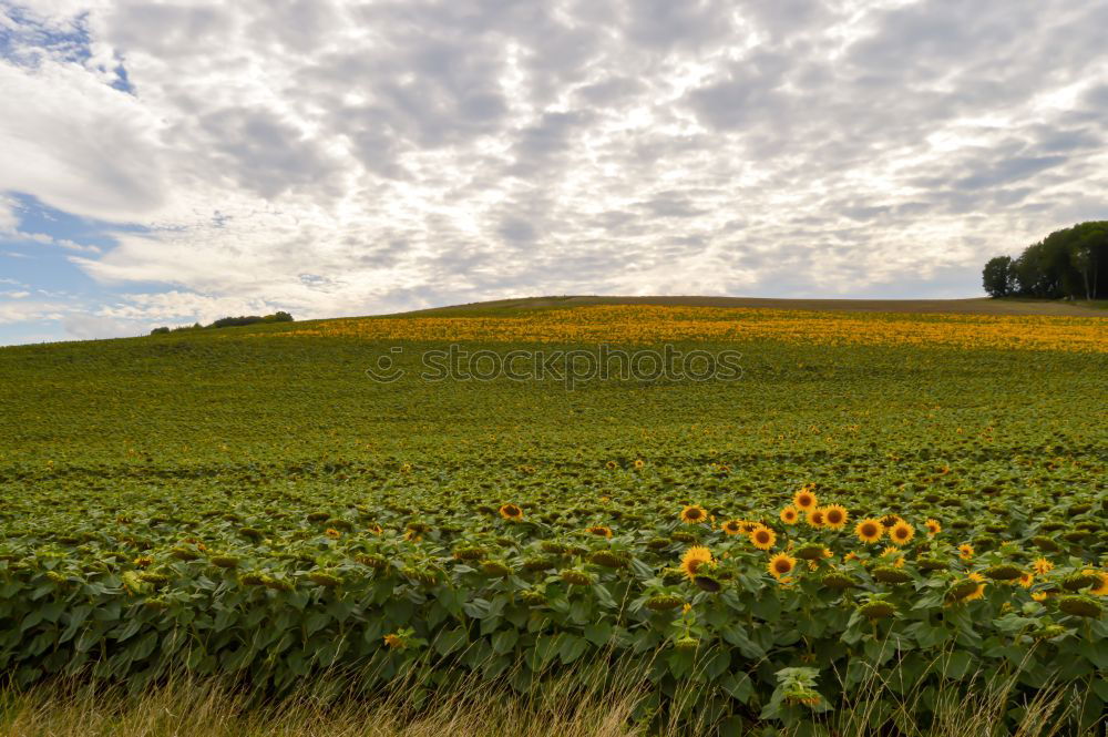 Similar – Image, Stock Photo Sunflower field IV Clouds