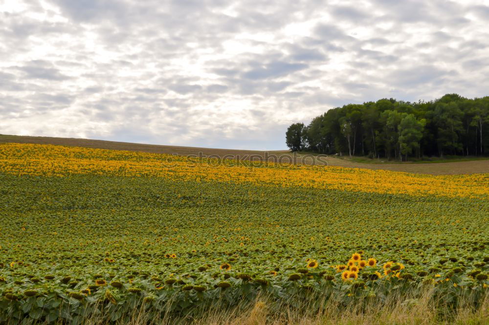 Similar – yellow submarine Nature