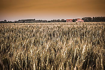 Similar – Image, Stock Photo straw bale Straw Yellow