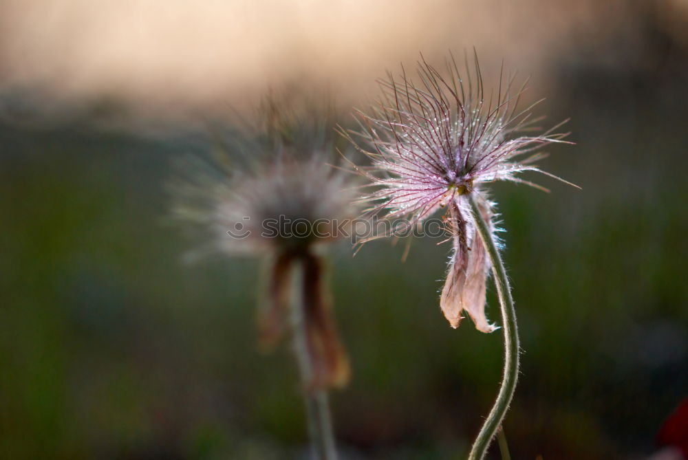 Similar – aster Plant Autumn