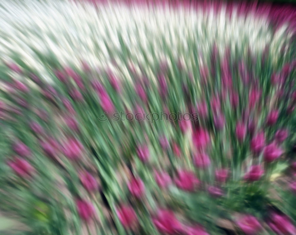 Similar – Image, Stock Photo Tulip under fire Nature