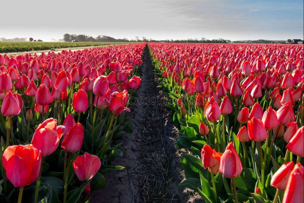 Similar – Image, Stock Photo tulip field Plant Spring