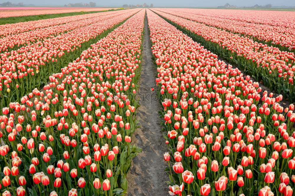 Image, Stock Photo tulip field Plant Spring