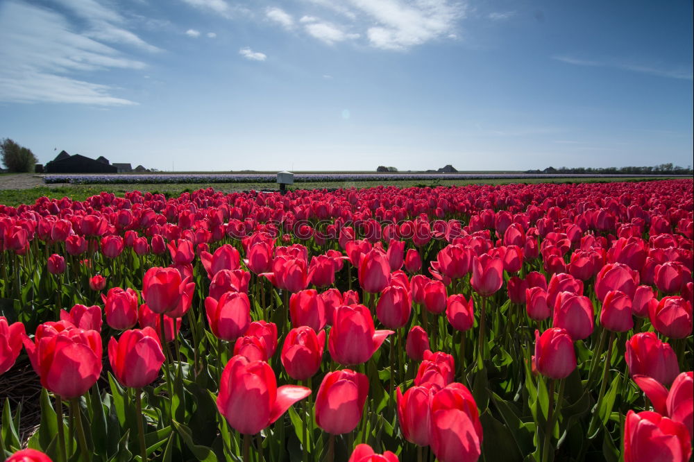 Similar – Image, Stock Photo tulip field Plant Spring