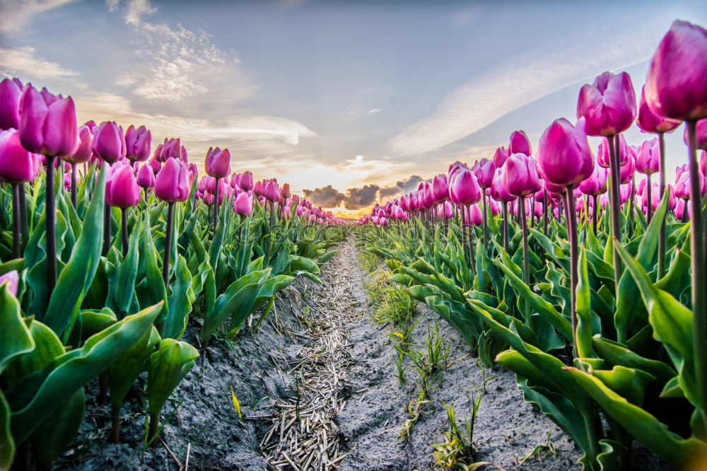 Similar – sunshine over pink tulip field, Netherlands