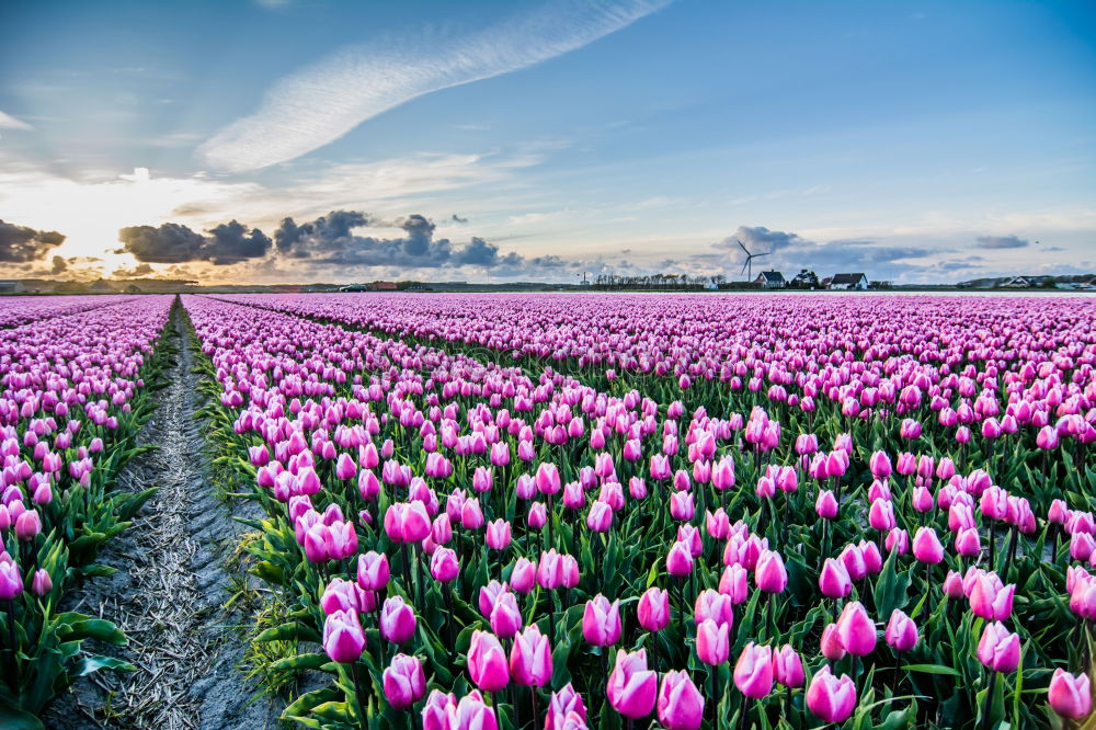 sunshine over pink tulip field, Netherlands