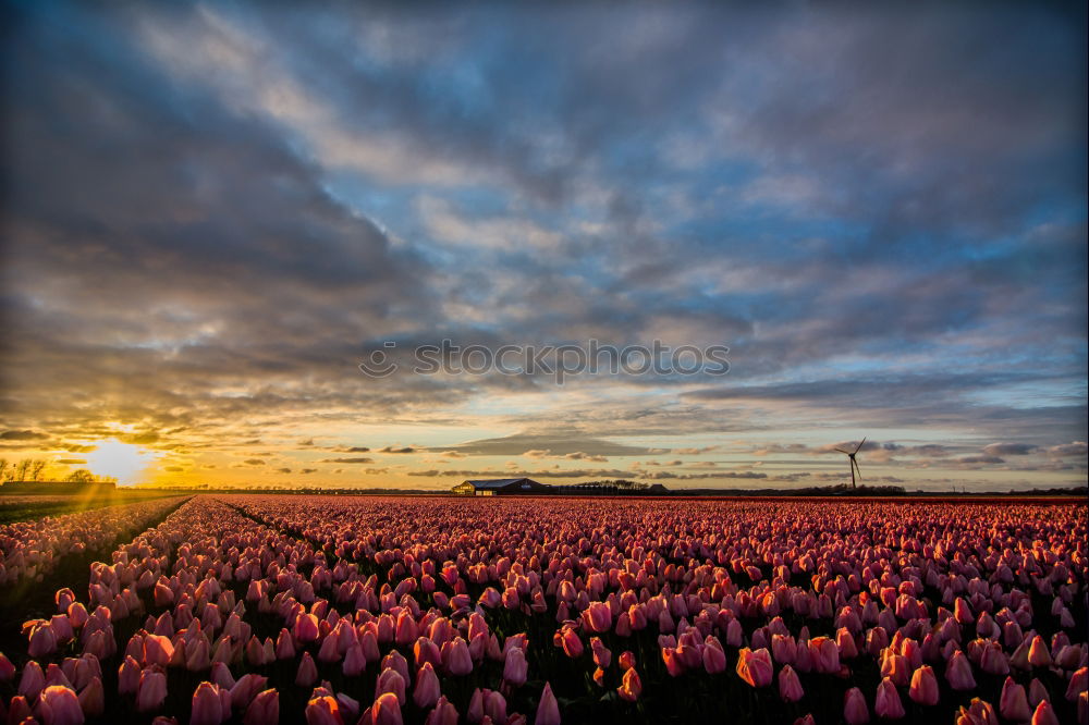 Similar – sunshine over pink tulip field, Netherlands