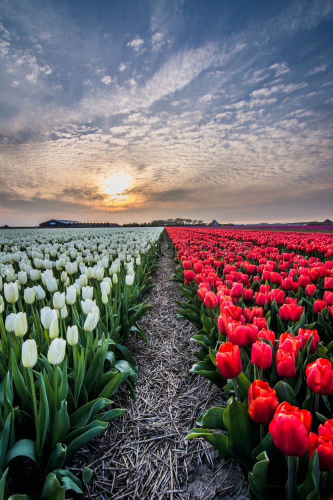 Similar – sunshine over pink tulip field, Netherlands