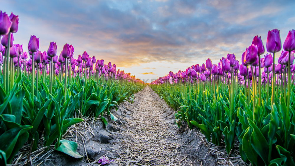 Similar – sunshine over pink tulip field, Netherlands