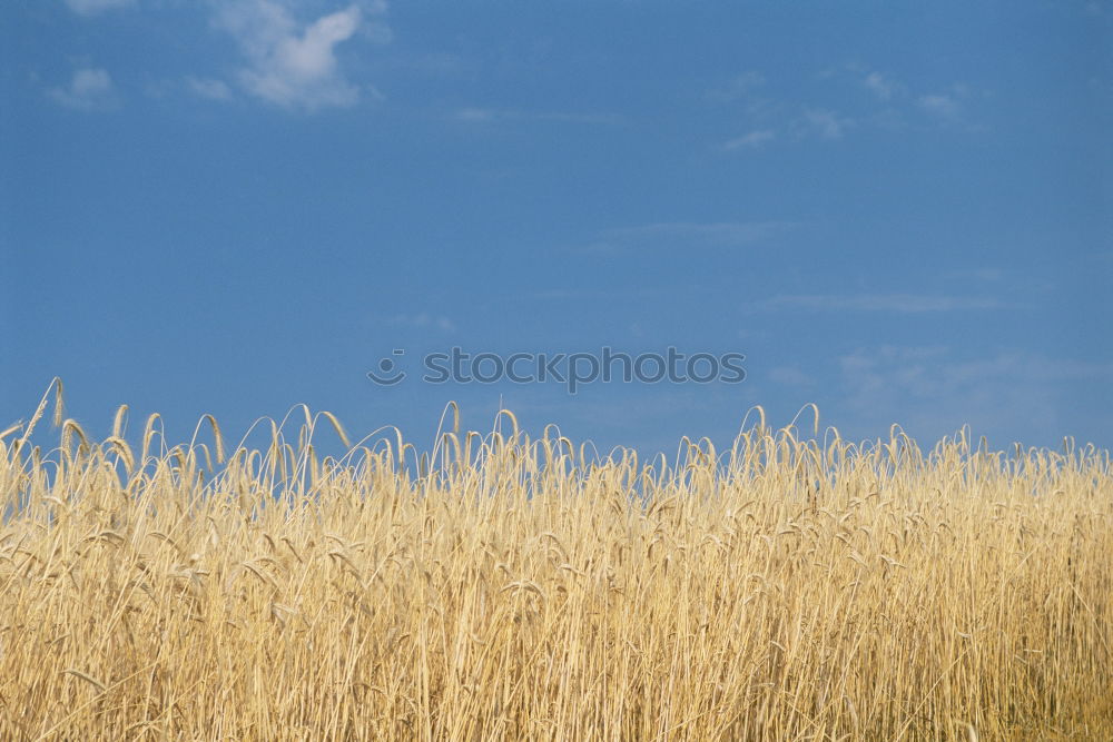 Similar – Image, Stock Photo Blossoming beach grass