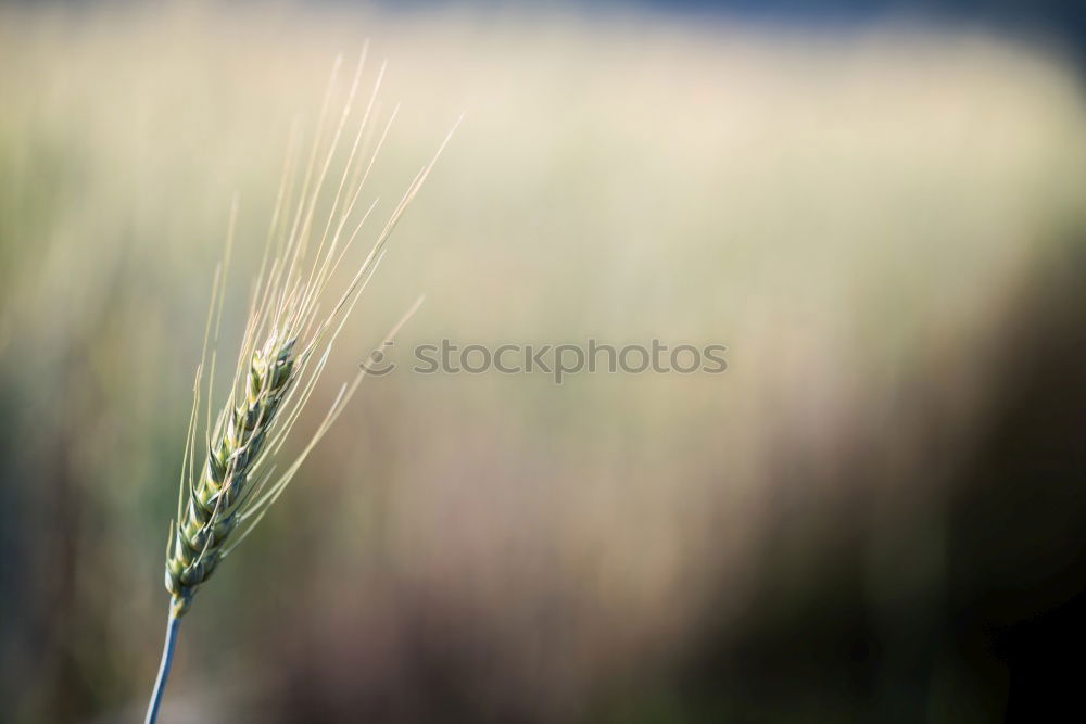 Similar – Image, Stock Photo Autumn Grain Elegant Style