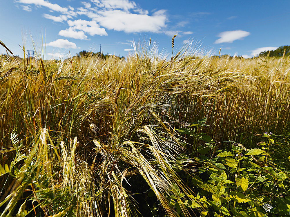 Similar – meadow edge Meadow Grass